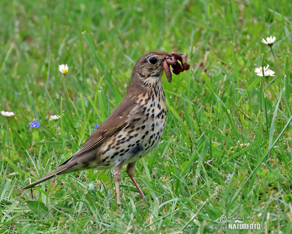 Drozd zpěvný (Turdus philomelos)