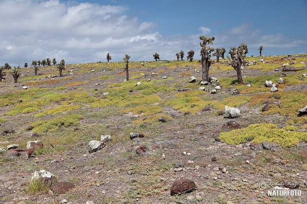 Galapágy (Galapagy)