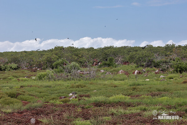 Galapágy (Galapagy)