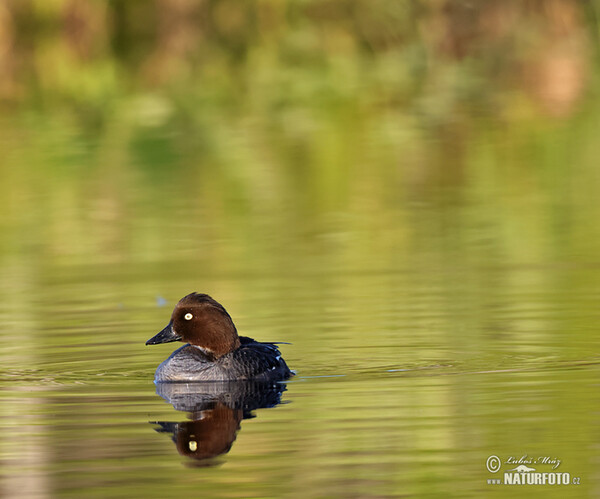 Hohol severní (Bucephala clangula)