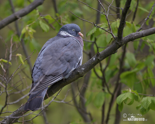 Holub hřivnáč (Columba palumbus)