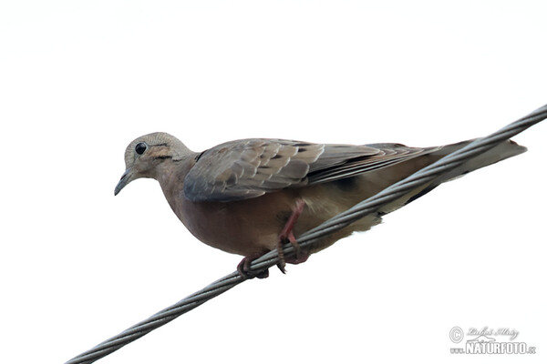 Hrdlička černouchá (Zenaida auriculata)