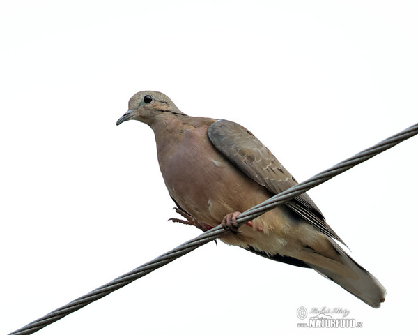 Hrdlička černouchá (Zenaida auriculata)