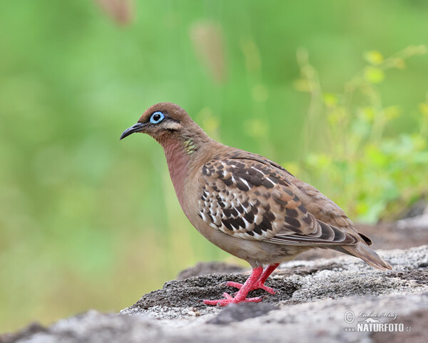 Hrdlička galapážská (Zenaida galapagoensis)