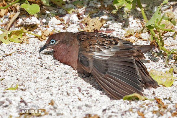 Hrdlička galapážská (Zenaida galapagoensis)