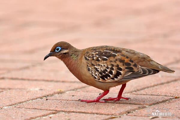 Hrdlička galapážská (Zenaida galapagoensis)