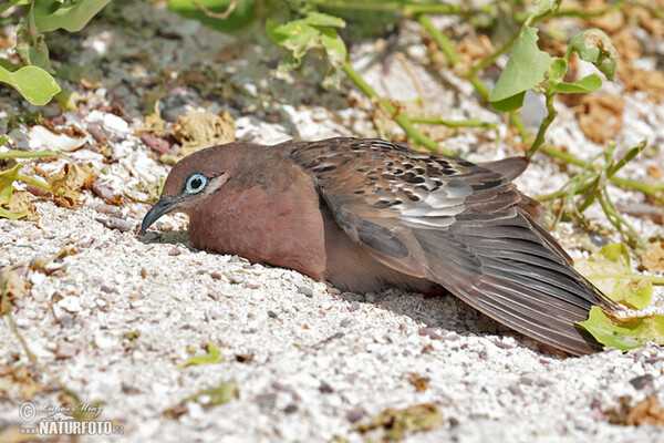 Hrdlička galapážská (Zenaida galapagoensis)