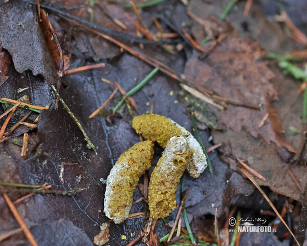 Jariabok hôrny (Tetrastes bonasia)