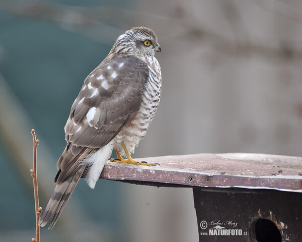 Jastrab krahulec (Accipiter nisus)