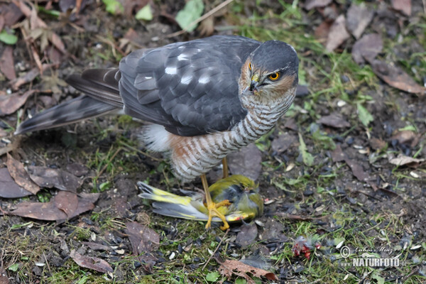 Jastrab krahulec (Accipiter nisus)