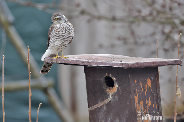 Jastrab krahulec (Accipiter nisus)