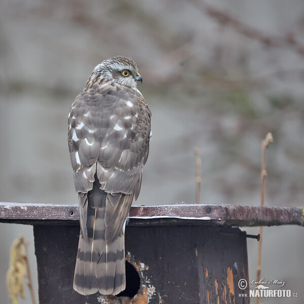 Jastrab krahulec (Accipiter nisus)