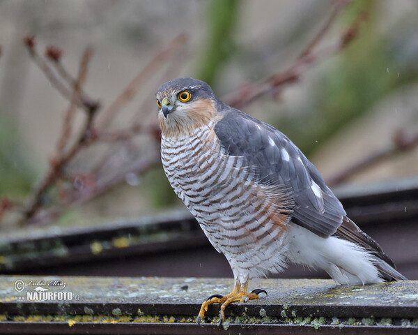 Jastrab krahulec (Accipiter nisus)