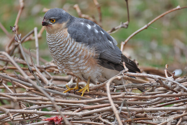 Jastrab krahulec (Accipiter nisus)