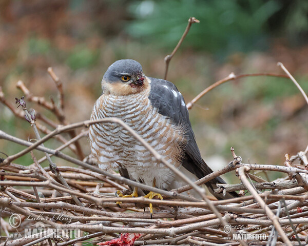 Jastrab krahulec (Accipiter nisus)