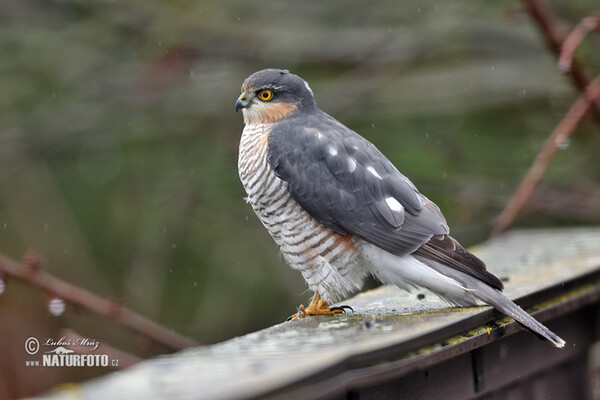 Jastrab krahulec (Accipiter nisus)