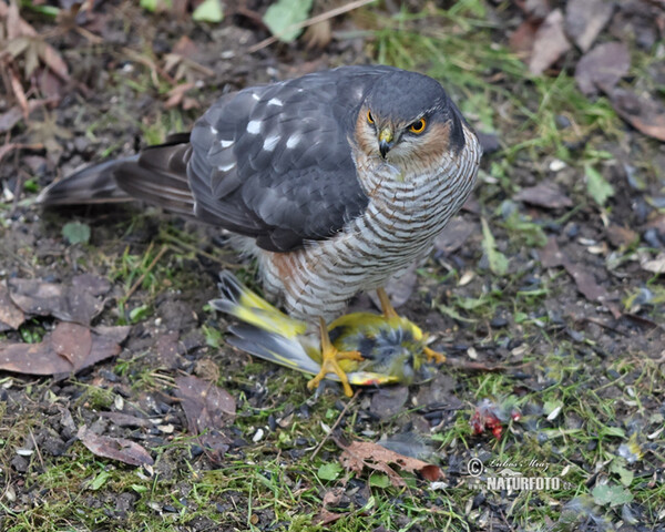 Jastrab krahulec (Accipiter nisus)