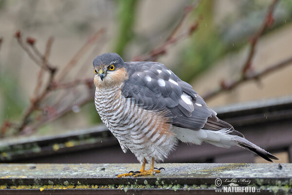 Jastrab krahulec (Accipiter nisus)