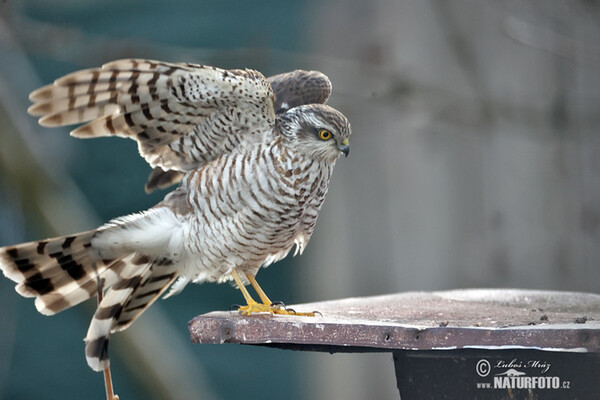 Jastrab krahulec (Accipiter nisus)