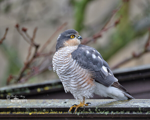 Jastrab krahulec (Accipiter nisus)