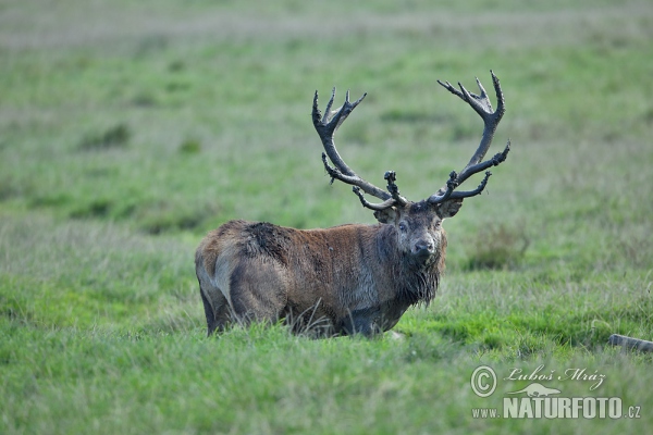 Jelen lesní (Cervus elaphus)