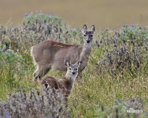 Jelenec andský (Odocoileus virginianus peruvianus)