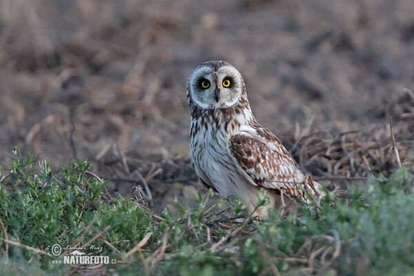 Kalous pustovka (Asio flammeus)