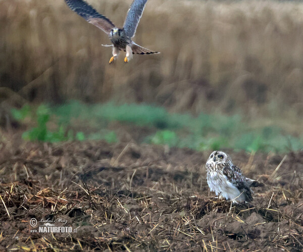 Kalous pustovka (Asio flammeus)