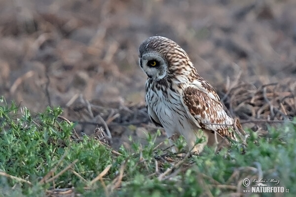 Kalous pustovka (Asio flammeus)