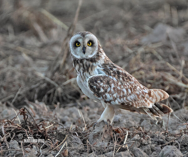 Kalous pustovka (Asio flammeus)