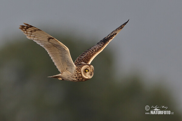 Kalous pustovka (Asio flammeus)