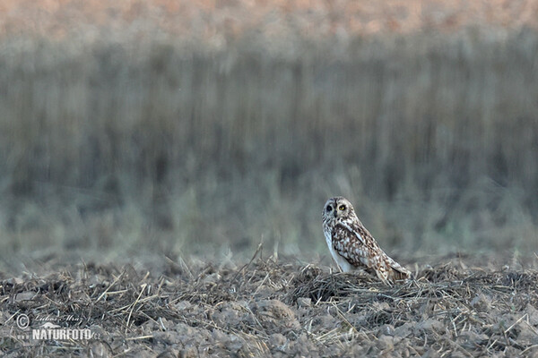 Kalous pustovka (Asio flammeus)