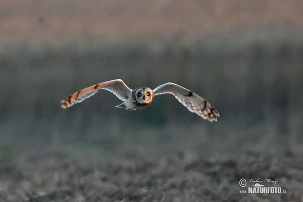 Kalous pustovka (Asio flammeus)