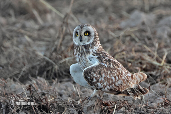 Kalous pustovka (Asio flammeus)