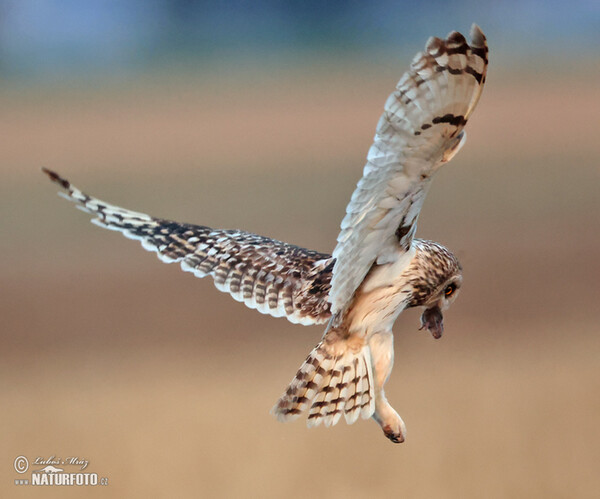 Kalous pustovka (Asio flammeus)