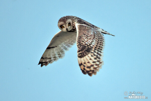 Kalous pustovka (Asio flammeus)