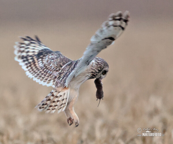 Kalous pustovka (Asio flammeus)