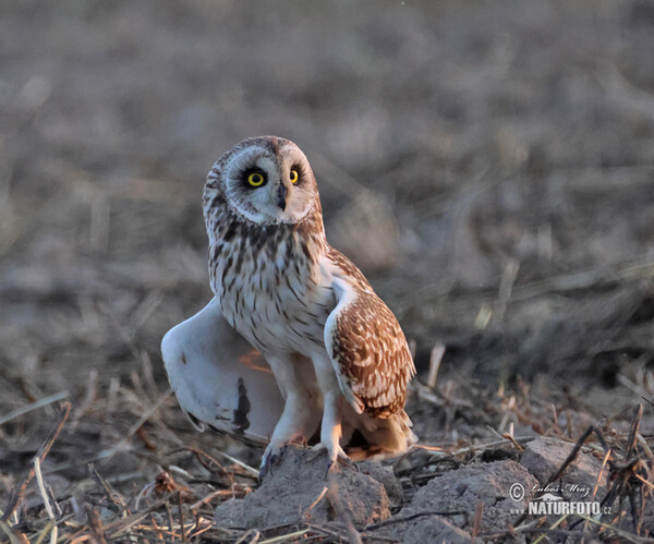 Kalous pustovka (Asio flammeus)