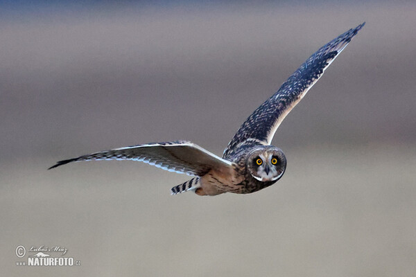 Kalous pustovka (Asio flammeus)