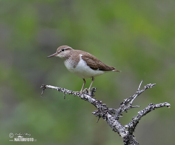 Kalužiak malý (Actitis hypoleucos)