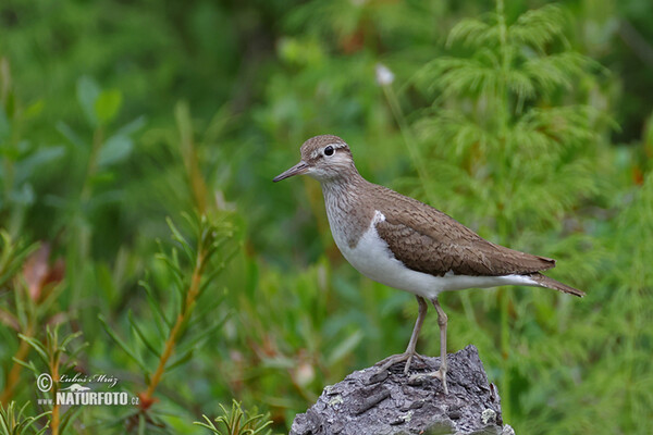 Kalužiak malý (Actitis hypoleucos)