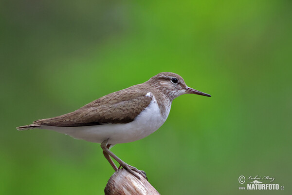 Kalužiak malý (Actitis hypoleucos)