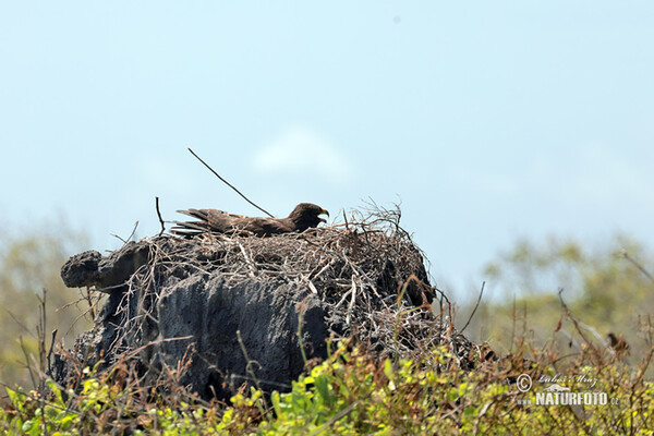 Káně galapážská (Buteo galapagoensis)