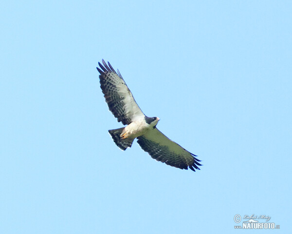 Káně krátkoocasá (Buteo brachyurus)