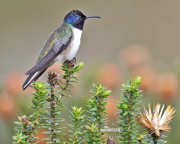 Kolibřík čimborazský (Oreotrochilus chimborazo)