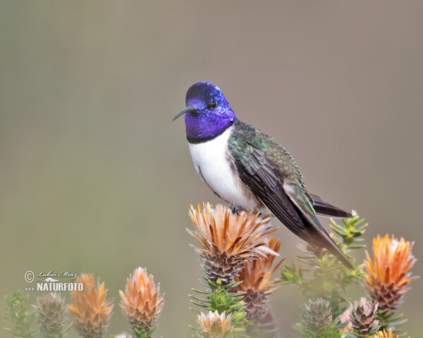 Kolibřík čimborazský (Oreotrochilus chimborazo)