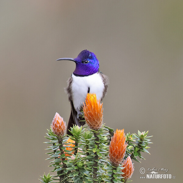 Kolibřík čimborazský (Oreotrochilus chimborazo)