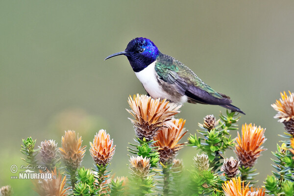 Kolibřík čimborazský (Oreotrochilus chimborazo)