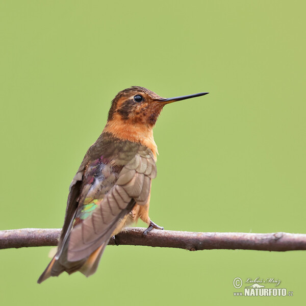 Kolibřík duhohřbetý (Aglaeactis cupripennis)