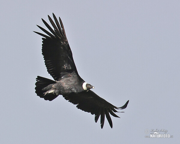 Kondor andský (Vultur gryphus)